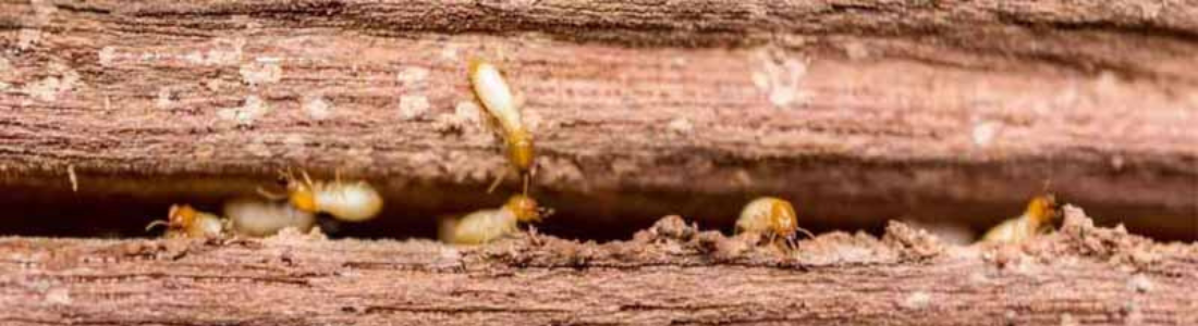 Descupinização no Madeiramento da Porta  24 HORAS